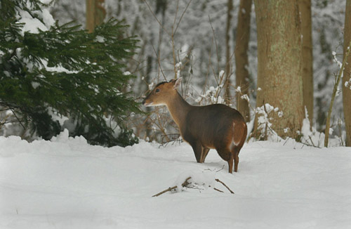 Female Muntjac 